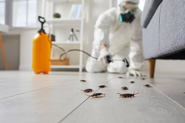 Affordable Termite Control solutions in Ladd, IL